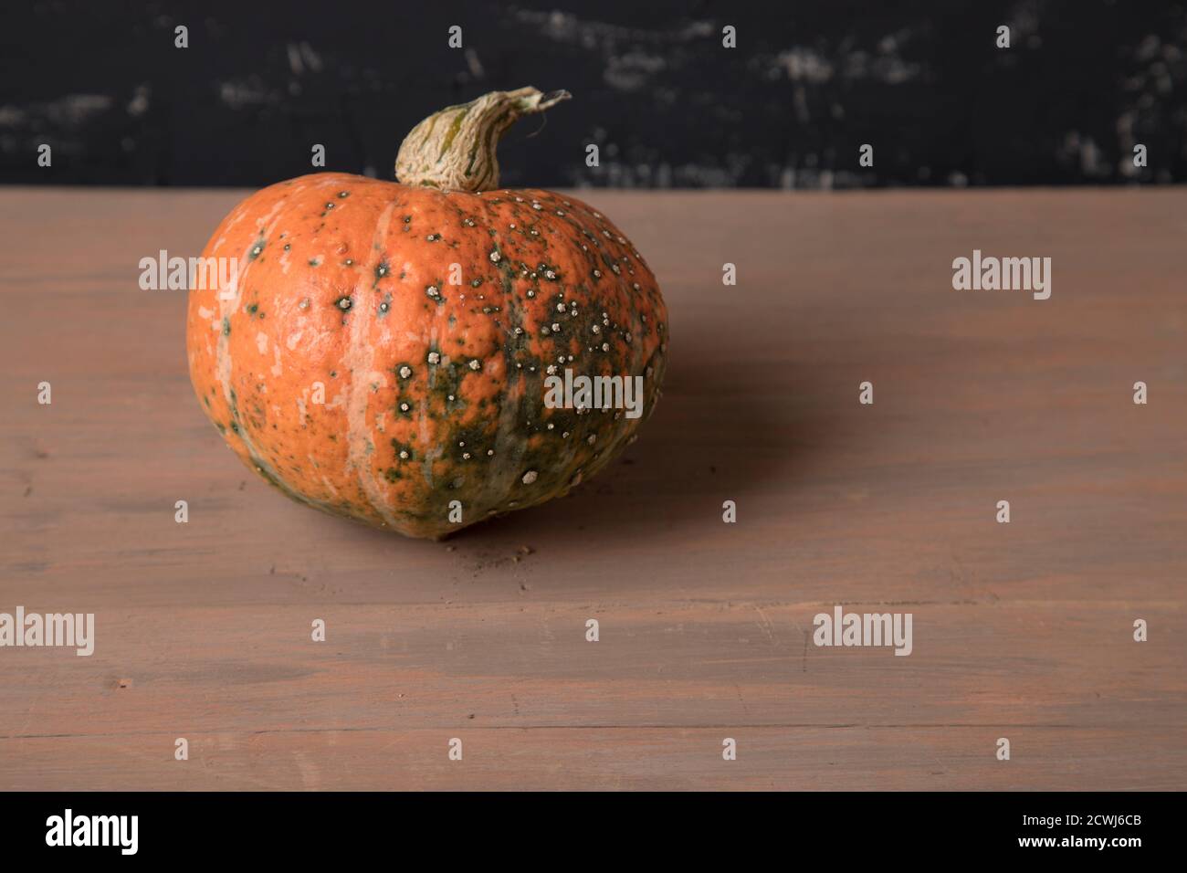 Hässlicher Kürbis mit Warzen auf dunklem Grund. Platz für einen Kopierbereich Stockfoto
