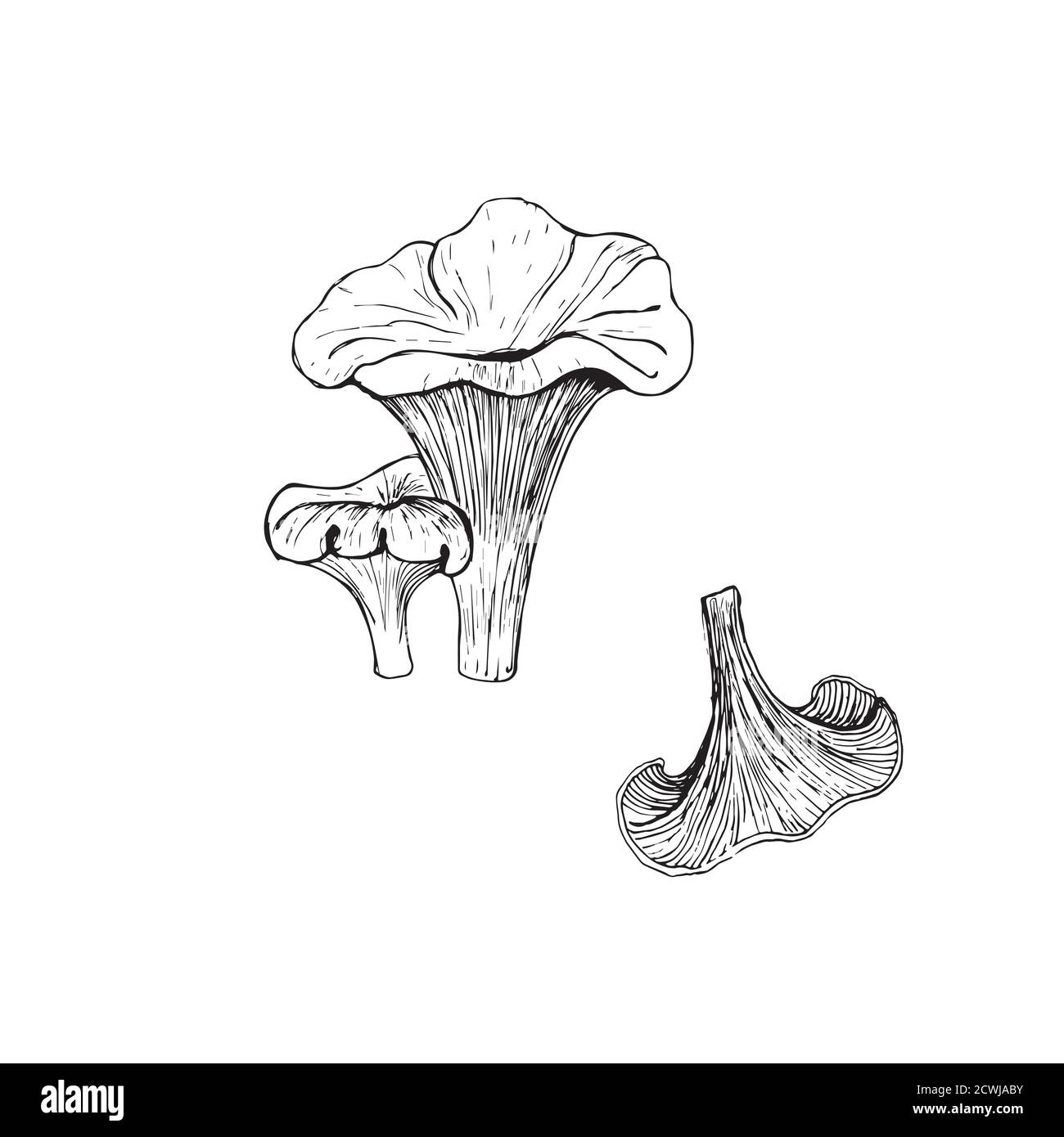 Pfifferlinge.Skizze eines Pfifferellenpilzes. Isoliert auf weißem Hintergrund Stock Vektor