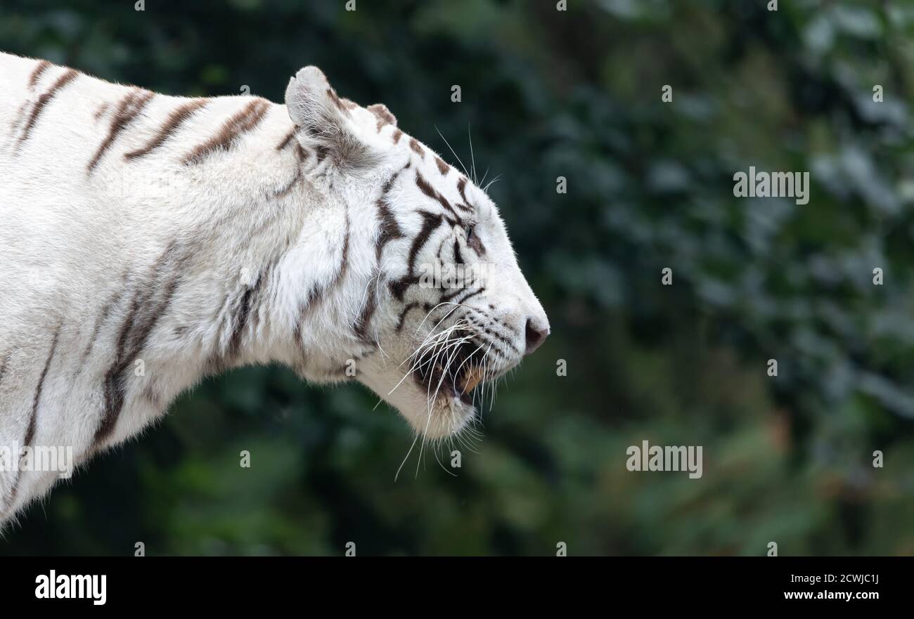 Seitliche Nahaufnahme eines weißen bengalischen Tigers (Panthera tigris tigris) Stockfoto