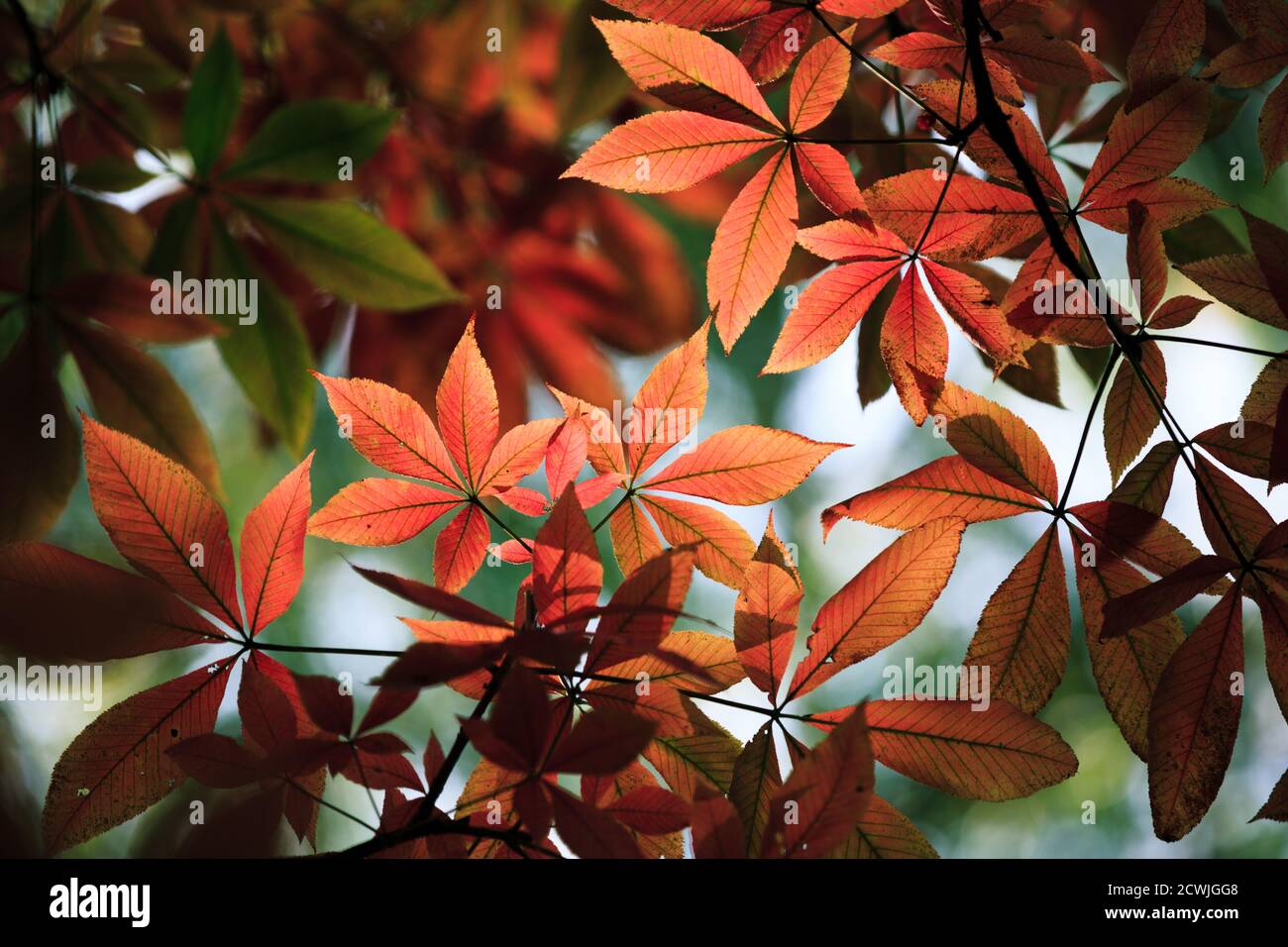 Orangefarbene und rote Blätter der Kastanie. Herbstlaub in Wäldern und Parks. Leuchtende Farben der Herbstsaison. Stockfoto