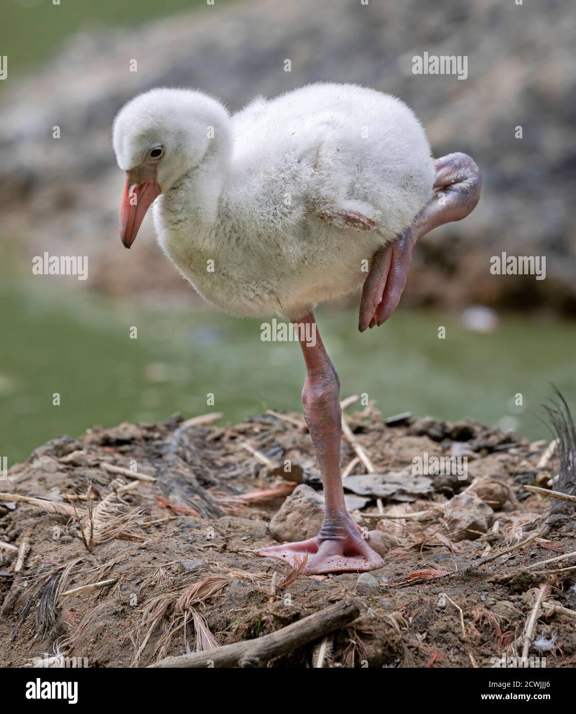 Nahaufnahme eines jungen amerikanischen Flamingo (Phoenicopterus ruber) Stockfoto