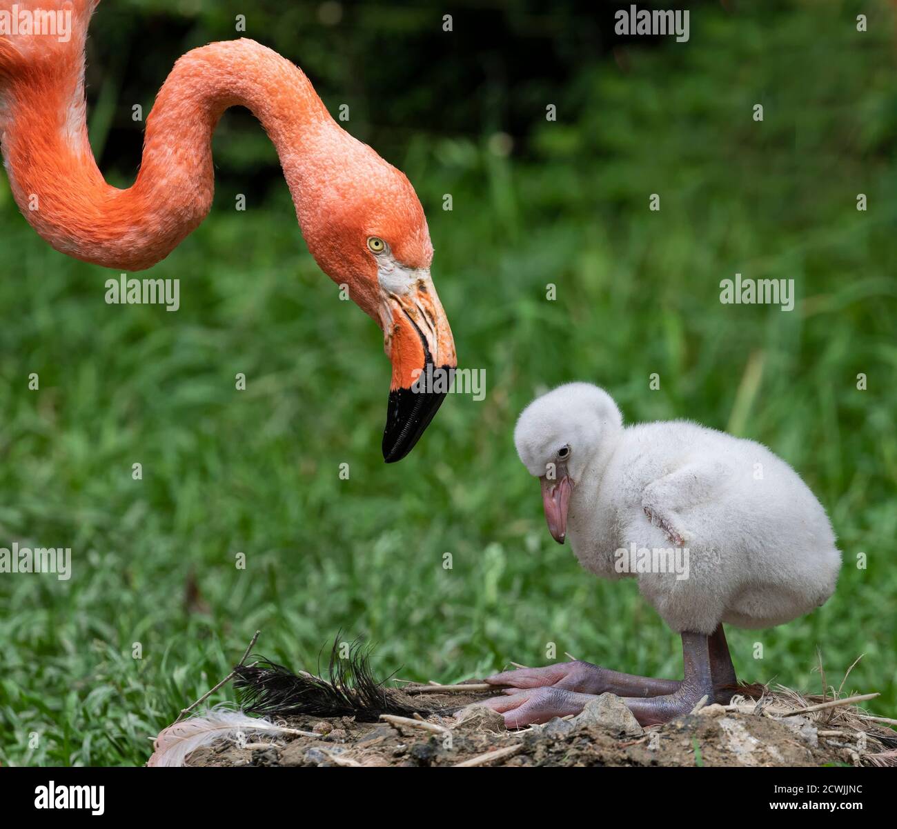 Ein Küken und seine Mutter (amerikanischer Flamingo - Phoenicopterus ruber) - Nahaufnahme Stockfoto