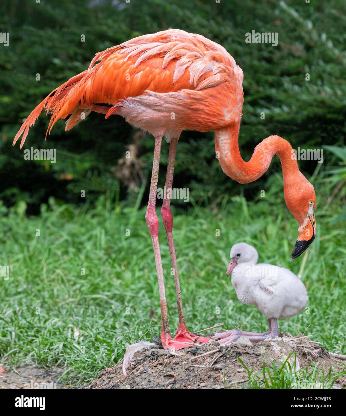 Ein Küken und seine Mutter (amerikanischer Flamingo - Phoenicopterus ruber) Stockfoto