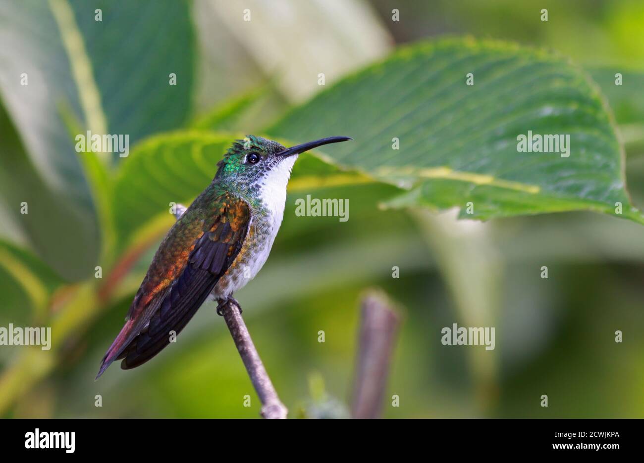 Kolibri-Smaragd (Amazilia brevirostris) Im Asa Wright Nature Center - Trinidad Stockfoto
