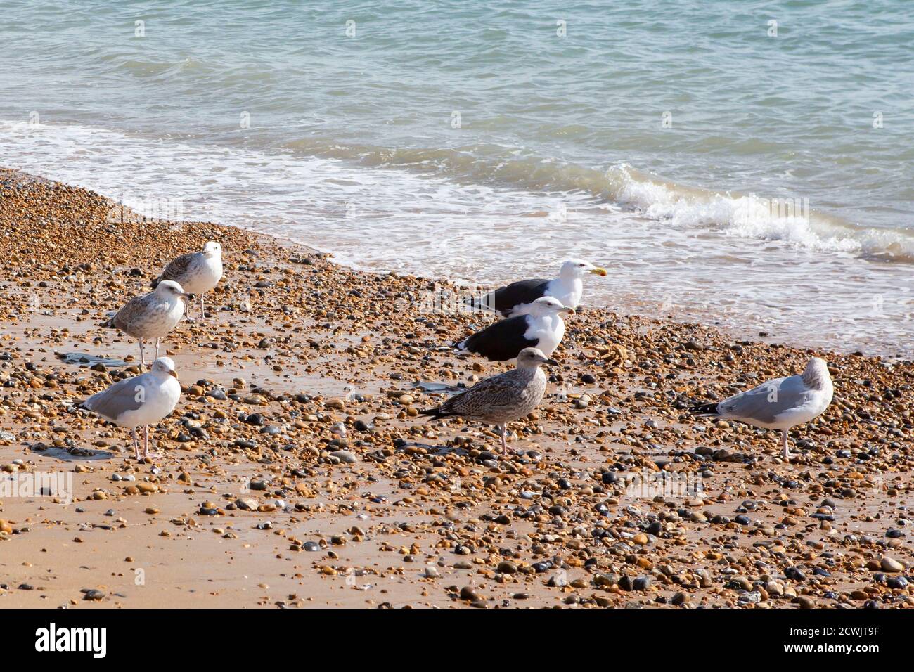 Möwen am Meer Stockfoto