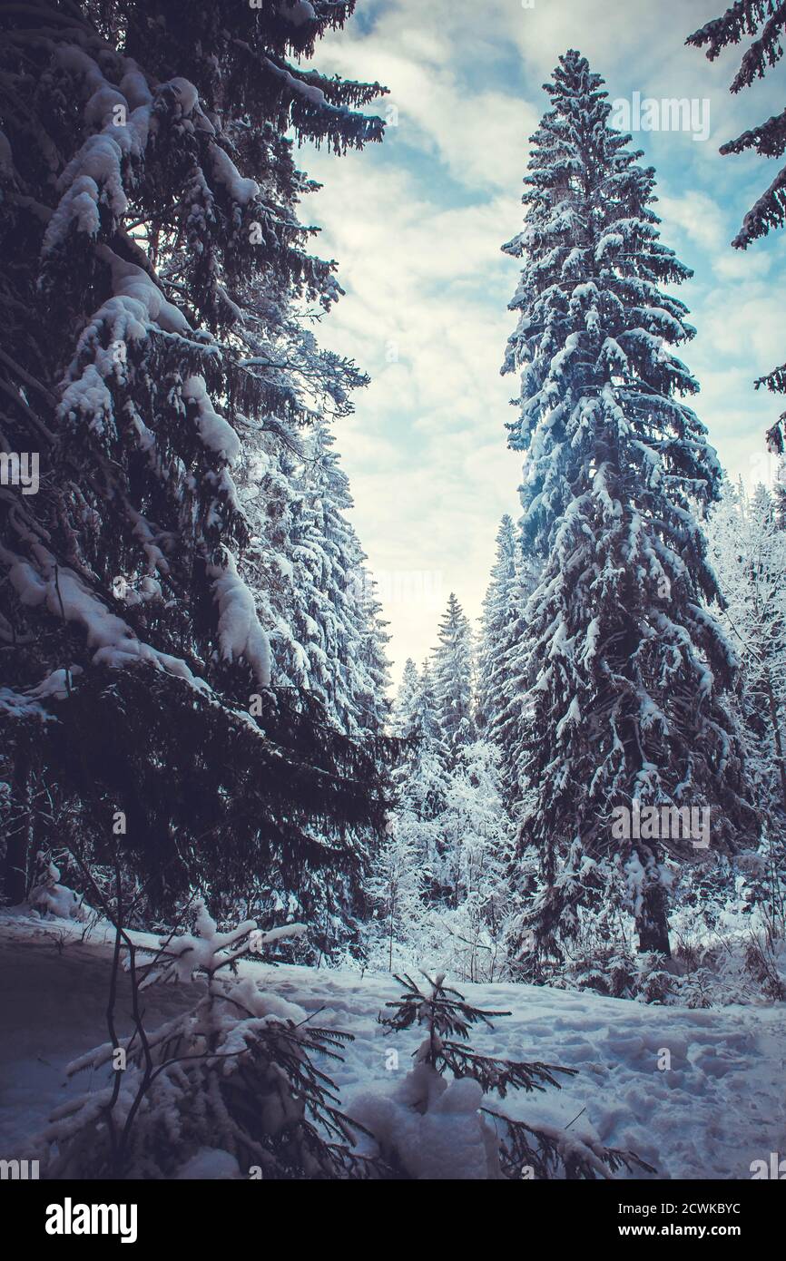 Schneebedeckte Tannenbäume im Winterwald in der Abenddämmerung Stockfoto