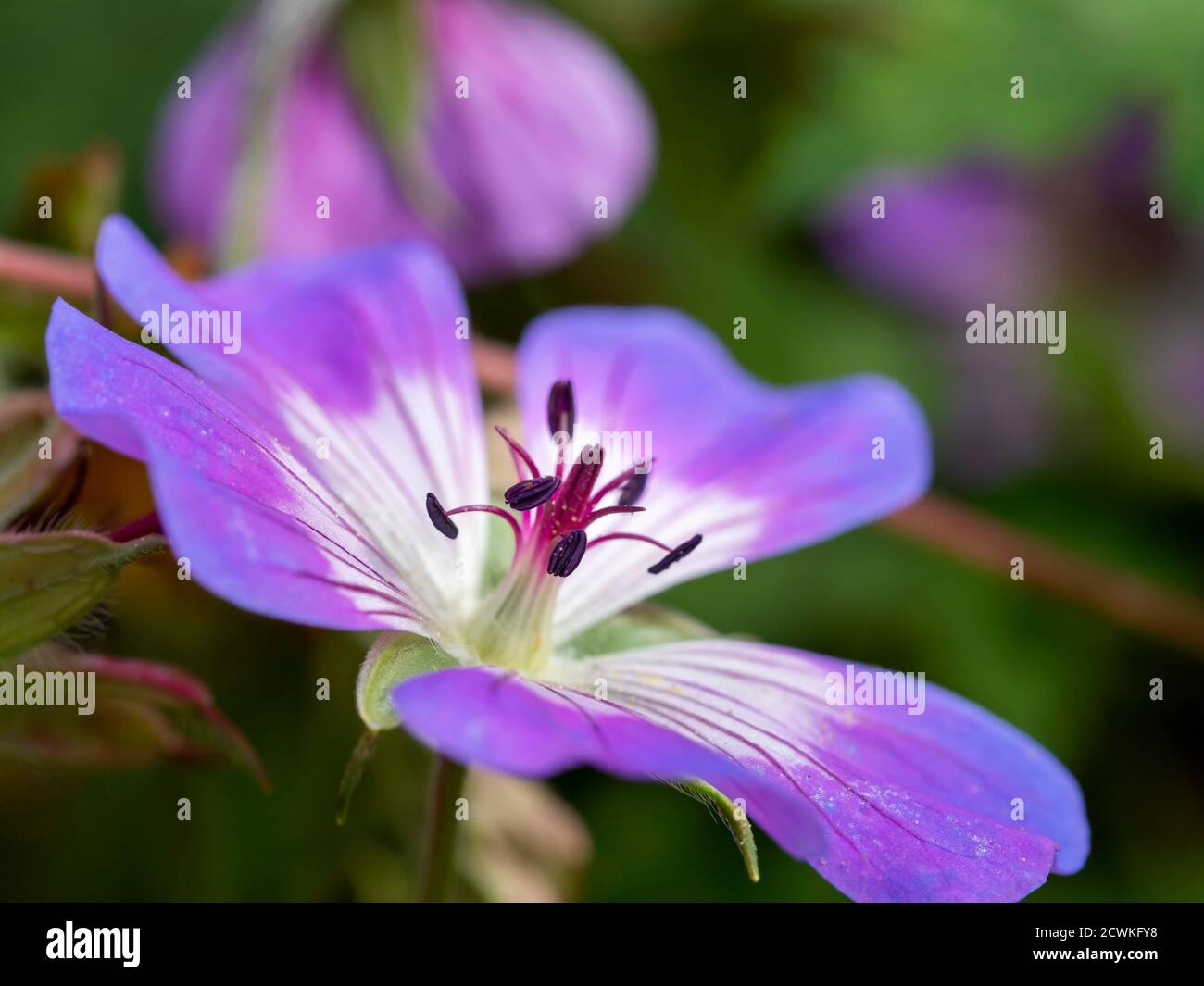 Nahaufnahme eines schönen lila Cranesbill Geranie Blume in einem Garten mit Staubgefäßen und Anthern Stockfoto