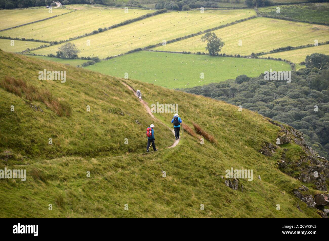 Zwei Männer und ein Hund beim Wandern auf dem Weg vom Wainwright 'Whiteless Pike' im Lake District National Park, Cumbria, England, Großbritannien. Stockfoto