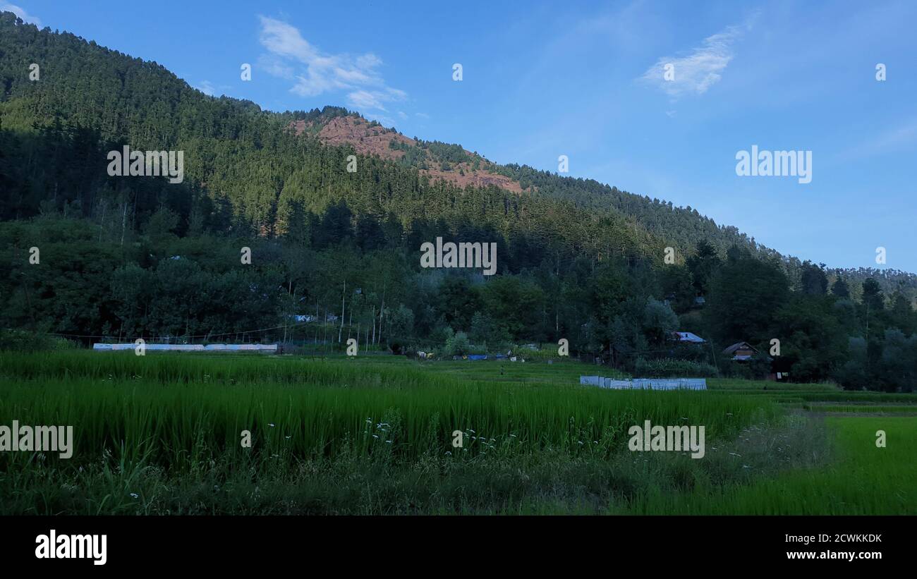 Reiseziel Blick auf den wolkigen blauen Himmel schöne Dörfer und Reisfelder der Dorfbewohner in indischen Staaten. Grüne und gelb goldene Farbe Kulturen in Indien Stockfoto