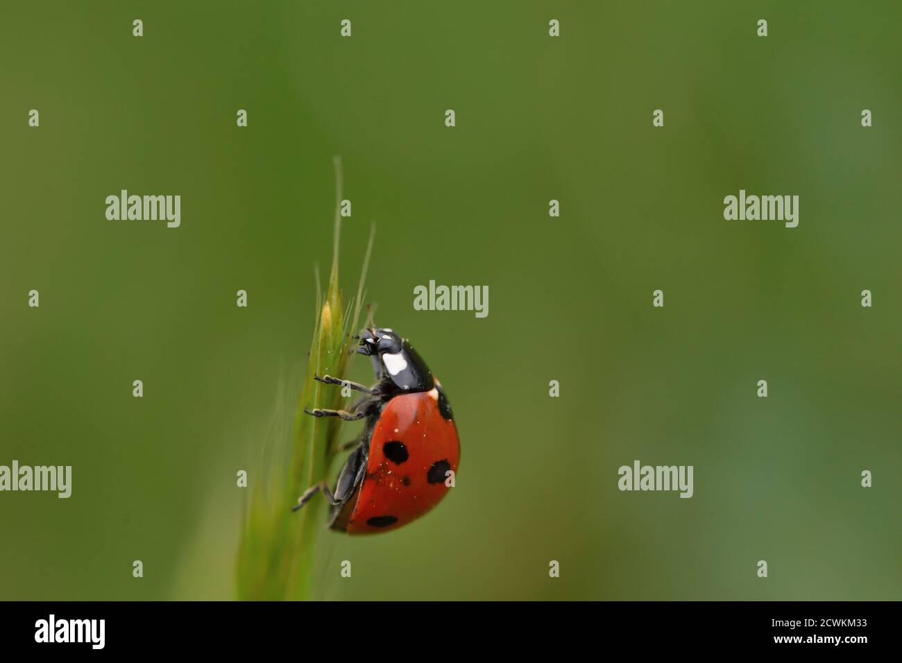 Makroaufnahme einer Marienkäfer, auch Marienkäfer oder Marienkäfer genannt, die auf einem Zweig einer wilden Pflanze mit natürlichem Hintergrund stehen. Stockfoto