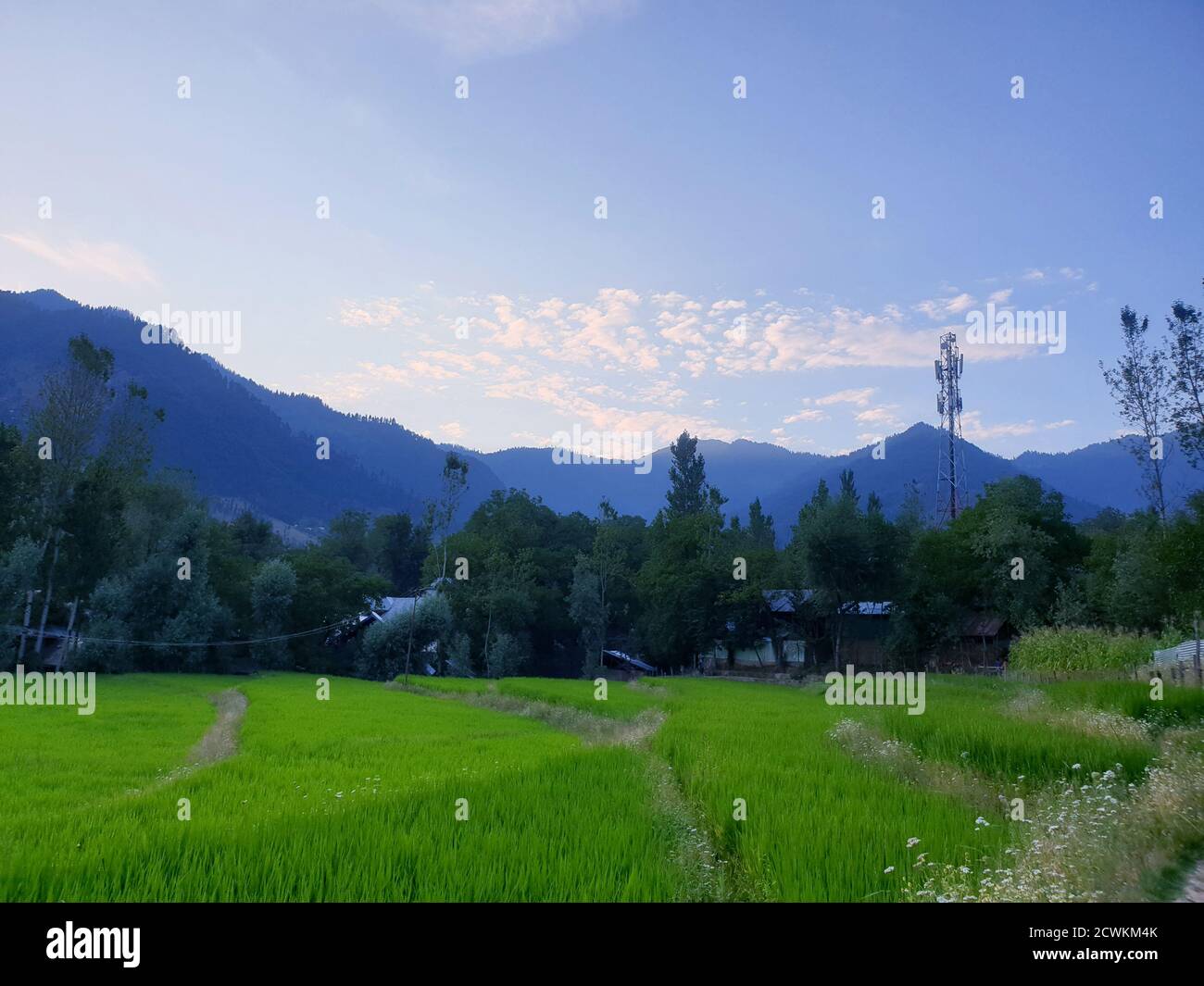 Reiseziel Blick auf den wolkigen blauen Himmel schöne Dörfer und Reisfelder der Dorfbewohner in indischen Staaten. Grüne und gelb goldene Farbe Kulturen in Indien Stockfoto