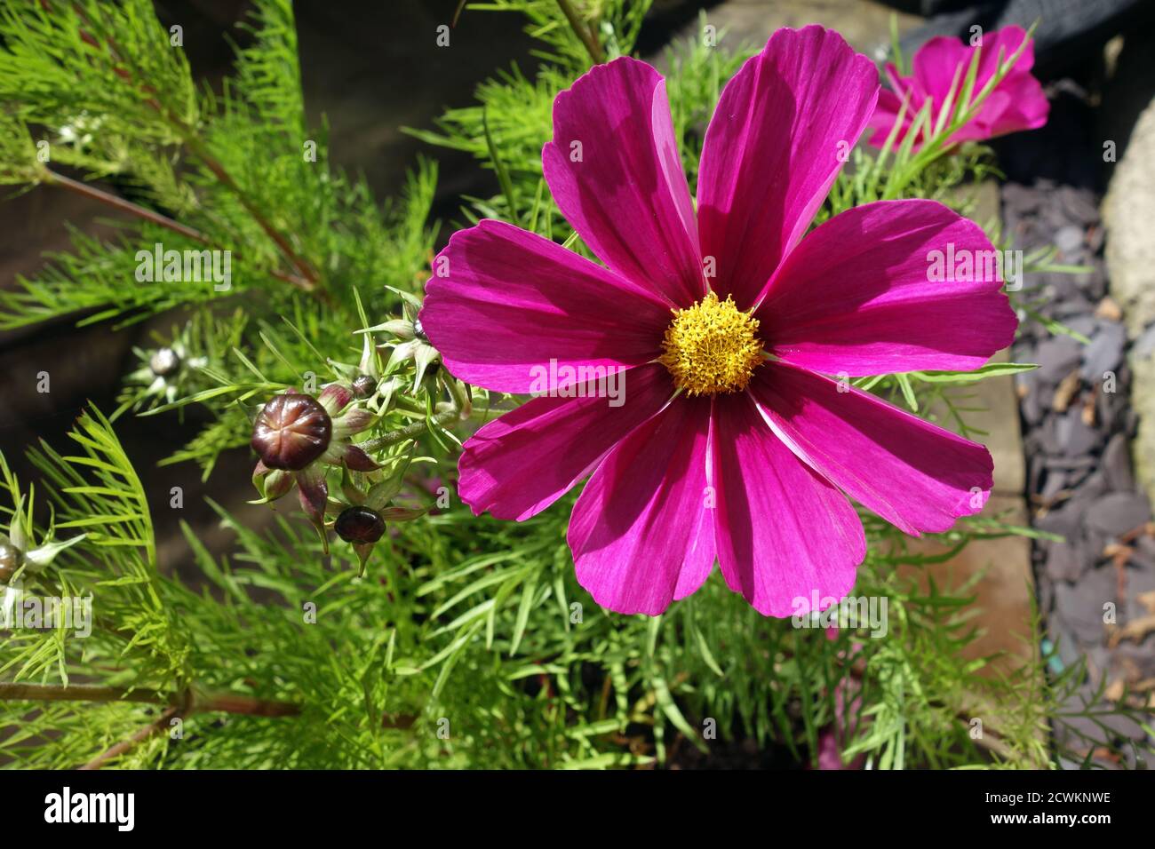 Lone Deep Pink Single Cosmos bipinnatus 'Sonata Carmine' in einem englischen, Country Garden, Lancashire, England, Großbritannien angebaut. Stockfoto