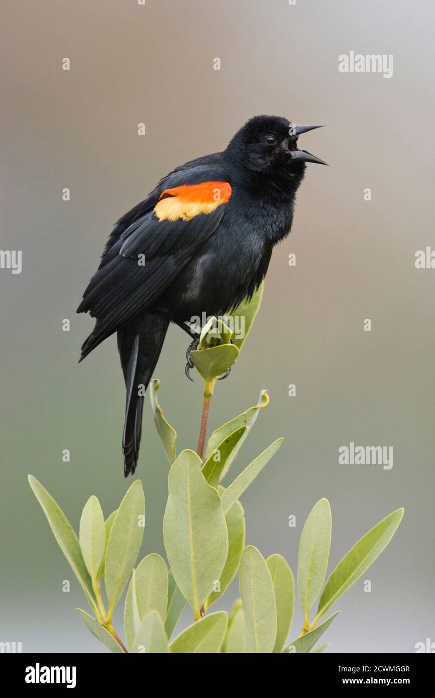 Red-winged Blackbird (Agelaius phoeniceus) Singing, Fort de Soto, Florida, USA Stockfoto