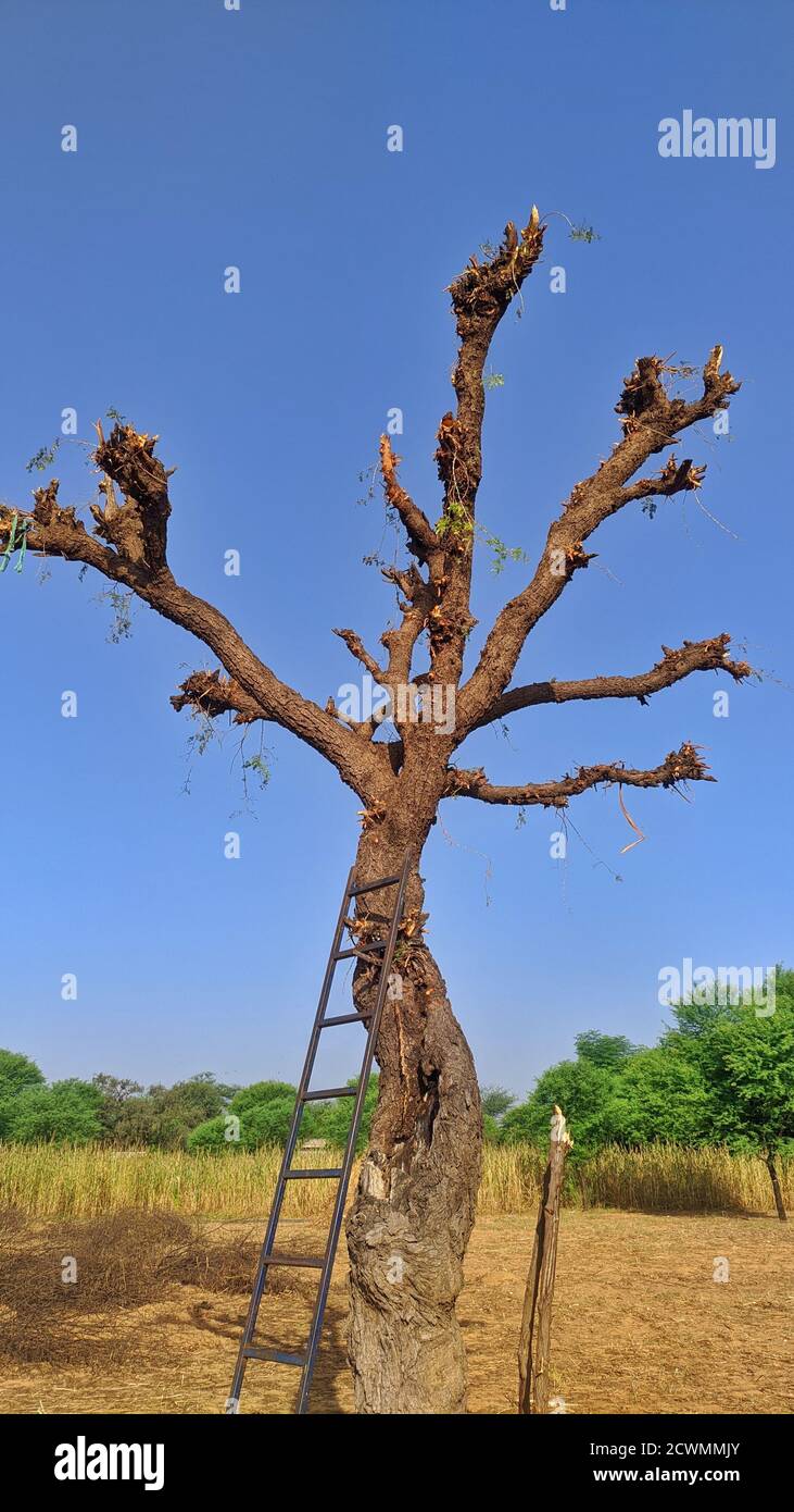 Baum ohne Blätter. Alte khejari oder prosopis cineraria Baum Stamm Detail Textur als natürlichen Hintergrund. Stockfoto