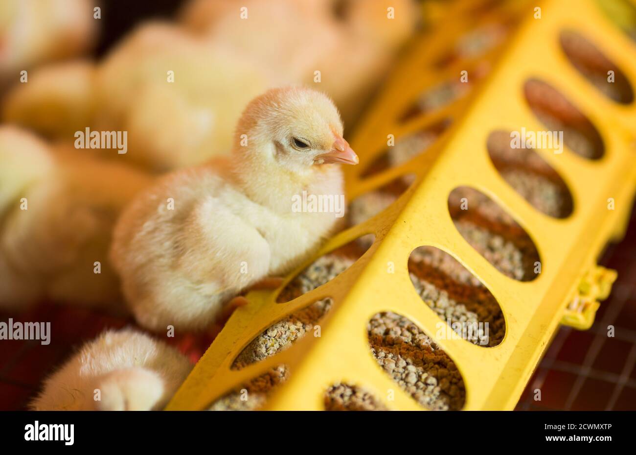 Hühnerzucht auf einer Geflügelfarm Stockfoto