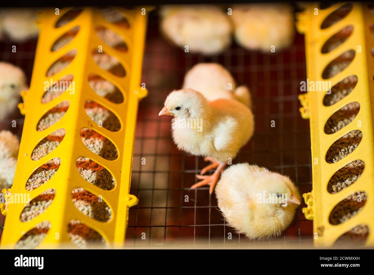 Hühnerzucht auf einer Geflügelfarm Stockfoto