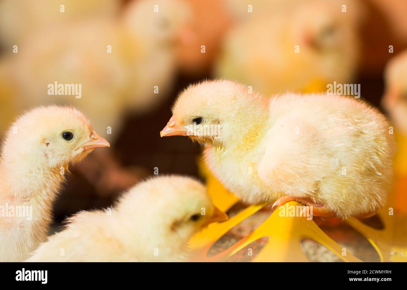 Hühnerzucht auf einer Geflügelfarm Stockfoto