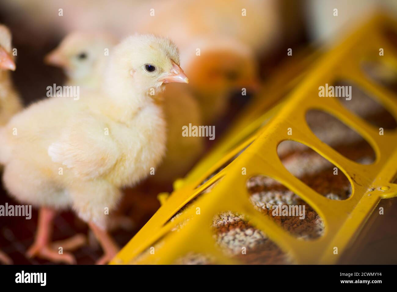 Hühnerzucht auf einer Geflügelfarm Stockfoto
