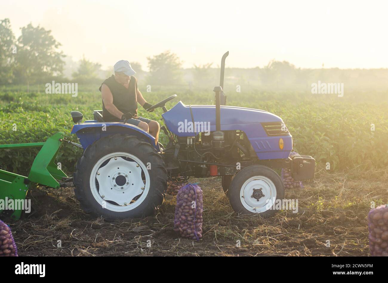 Ein Landwirt auf einem Traktor arbeitet auf dem Feld. Die Kartoffelernte ausgraben. Landwirtschaft und Ackerland. Der Prozess des Grabens von Wurzelgemüse an die Oberfläche f Stockfoto