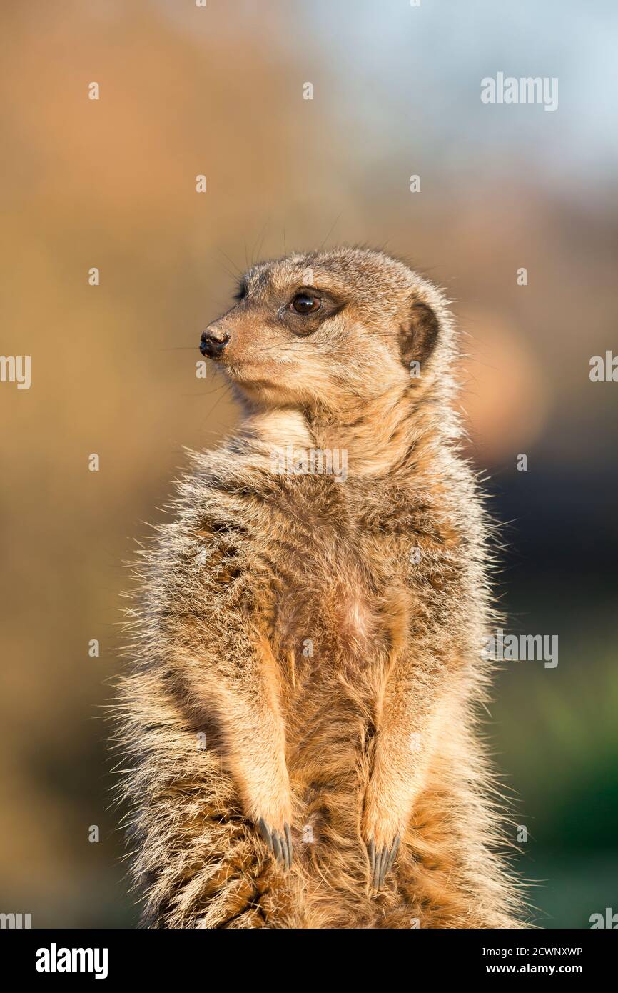 Nahaufnahme Erdmännchen (Suricata suricatta) aufrecht sitzend in goldenem Abendlicht, Kopf gedreht, Blick über die Schulter, West Midland Safari Park UK. Stockfoto