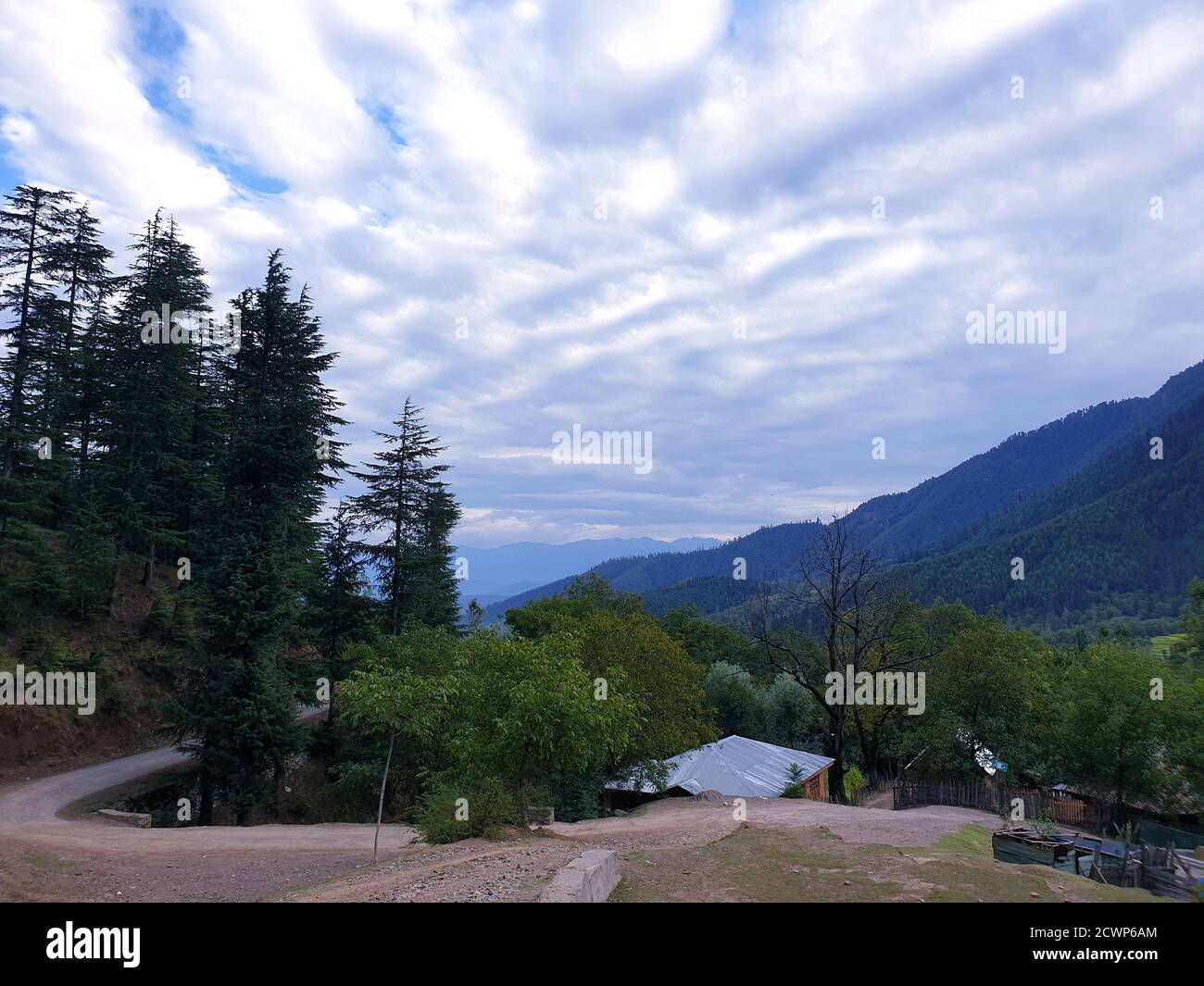 Grüne und gelb goldene Farbe Kulturen in Indien sind die besten Destinationen. Stockfoto