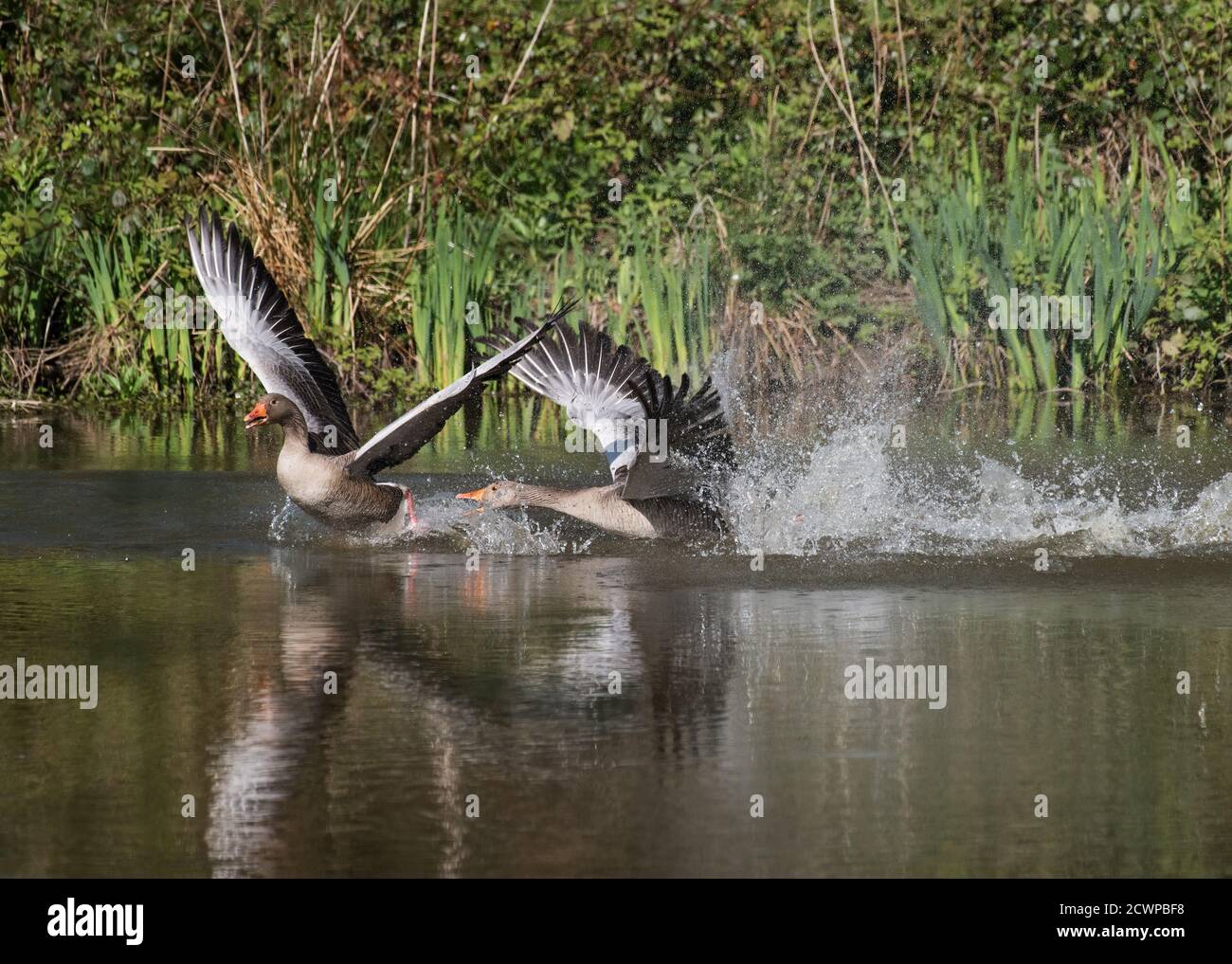 Rotfußgänse, Anser brachyrhynchus, Balz, Lancashire, Großbritannien Stockfoto