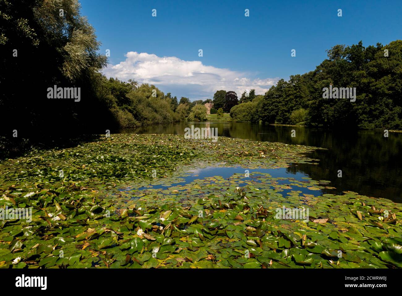 Pond and Lilly Pads, Newstead Abbey, Nottingham, England, Großbritannien Stockfoto