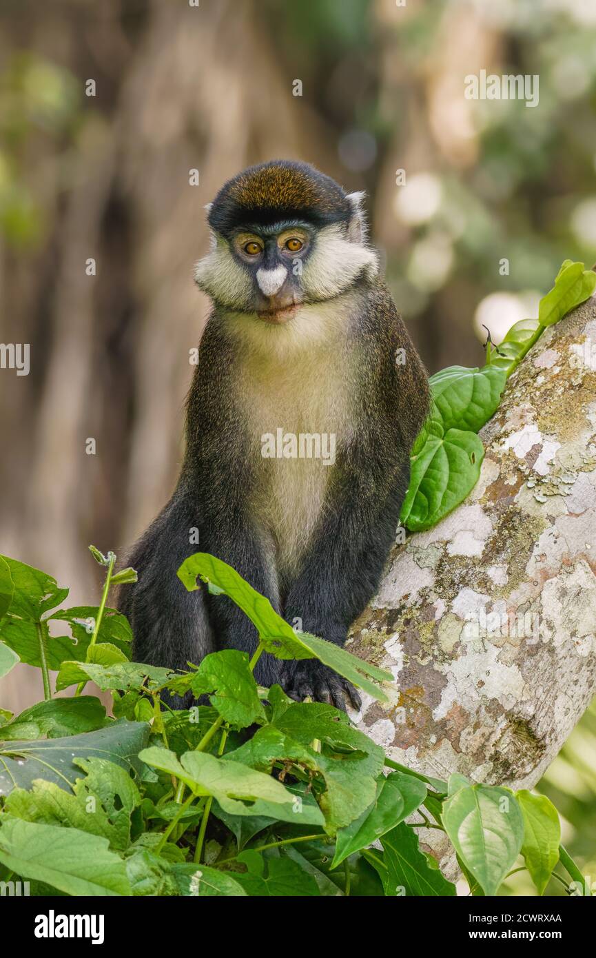 Ein Schmidt's Rotschwanzaffe starrt neugierig aus den Zweigen eines Baumes, wenn die Familientruppe eine Pause macht, Kibale National Forest, Uganda. Stockfoto