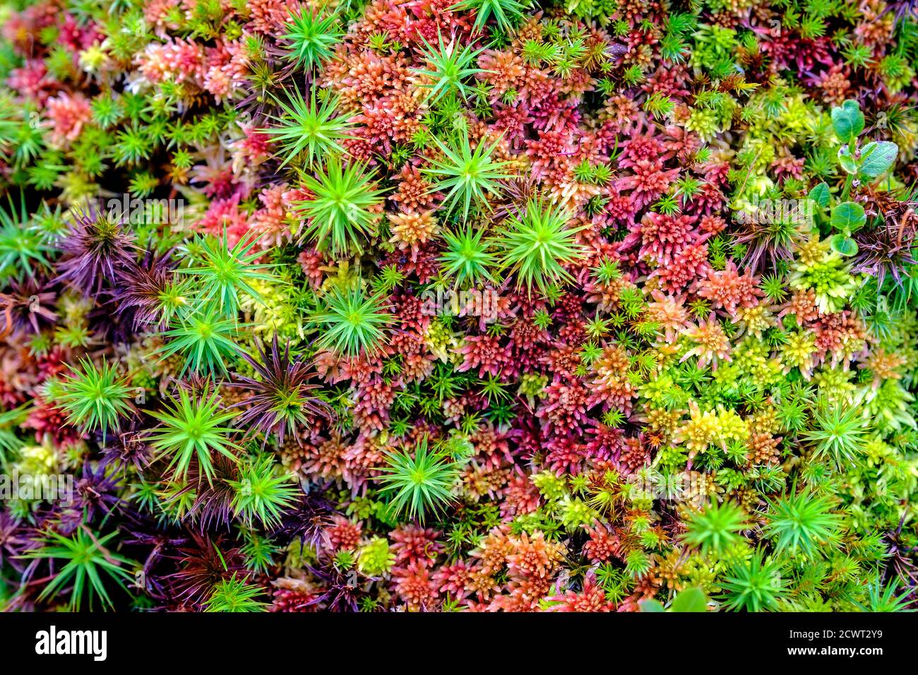 Farbenfrohe Hochmoor-Pflanzen, Moose und Flechten in den Kambrium-Bergen  von Wales Stockfotografie - Alamy