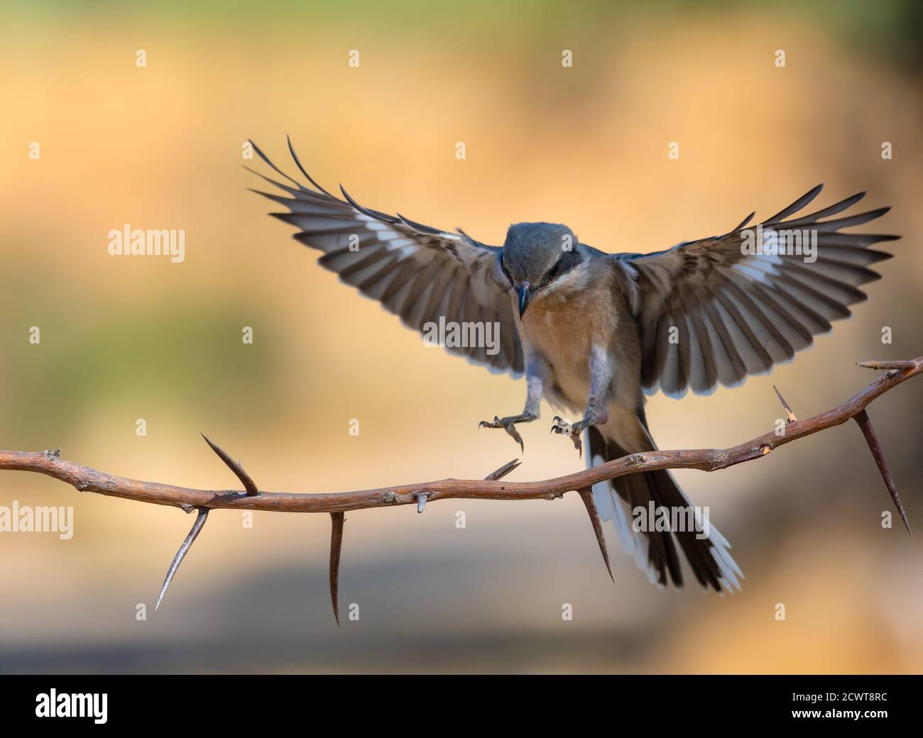 Ein Vogel, der zum Essen landet Stockfoto