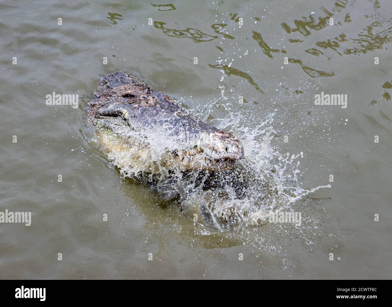 Das Krokodil schnell geschlossenen Kiefer mit Spritzer Wasser. Ein Krokodil im Wasser frisst Fleisch. Stockfoto