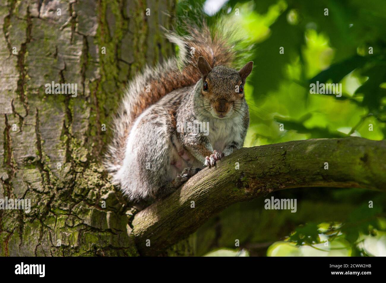 Eichhörnchen im Londoner Park Stockfoto