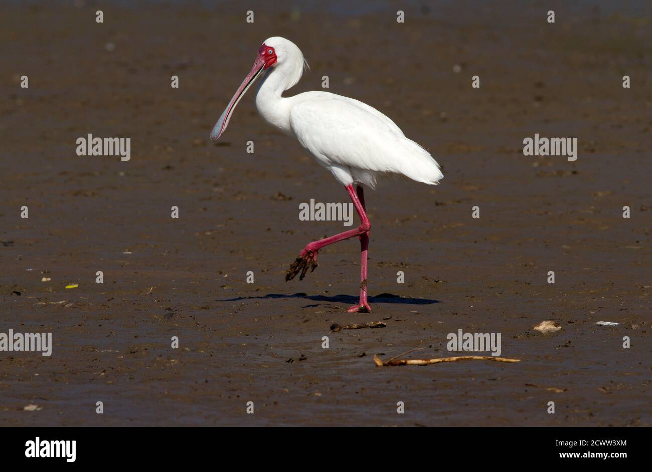 Ein afrikanischer Löffler spaziert am Ufer des Lake Mzizima am Rufiji River. Der einzigartige Löffelschnabel hilft dem Vogel einen unverwechselbaren Stil zu haben Stockfoto