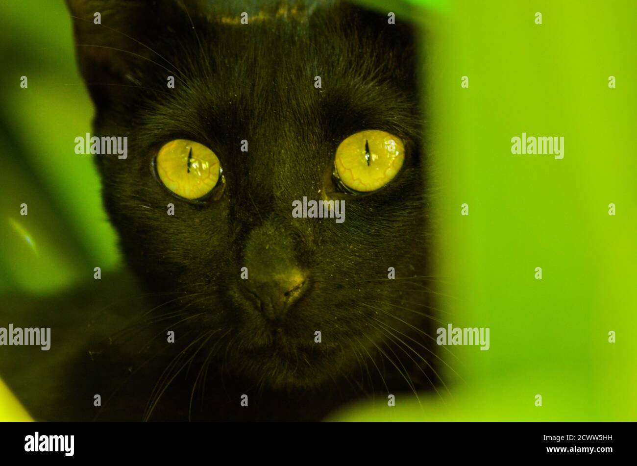 Nahaufnahme einer schwarz-grün-äugigen Katze auf grün verschwommen Hintergrund Stockfoto