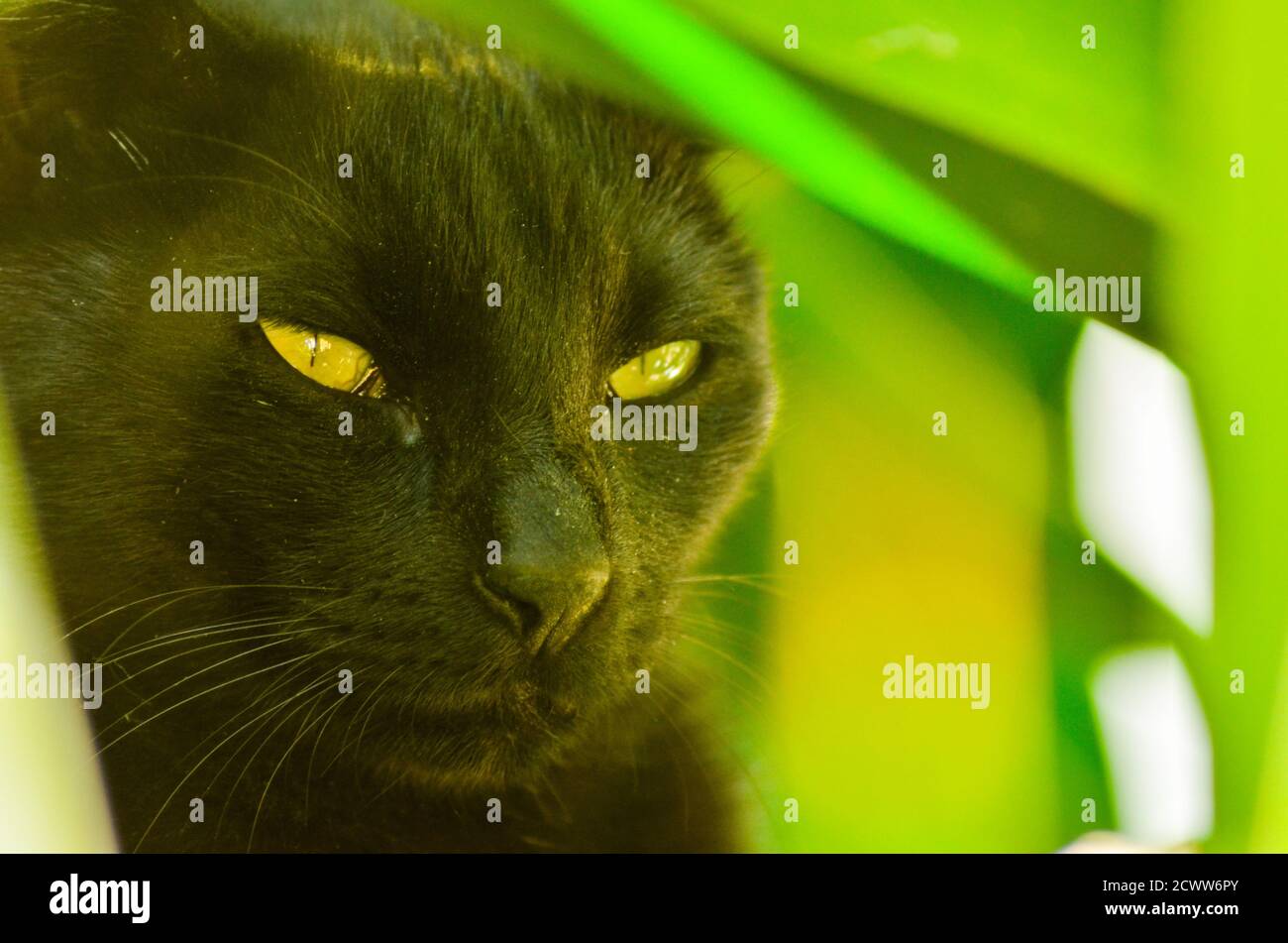 Nahaufnahme einer schwarz-grün-äugigen Katze auf grün verschwommen Hintergrund Stockfoto