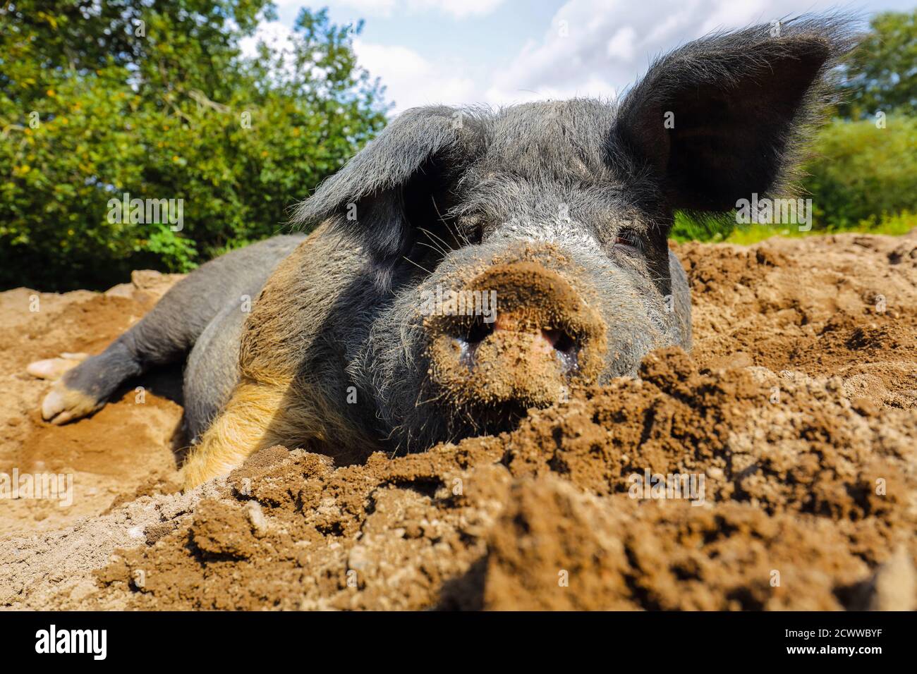 Angler Schwein, Sau. Angler Schwein, säen. Stockfoto