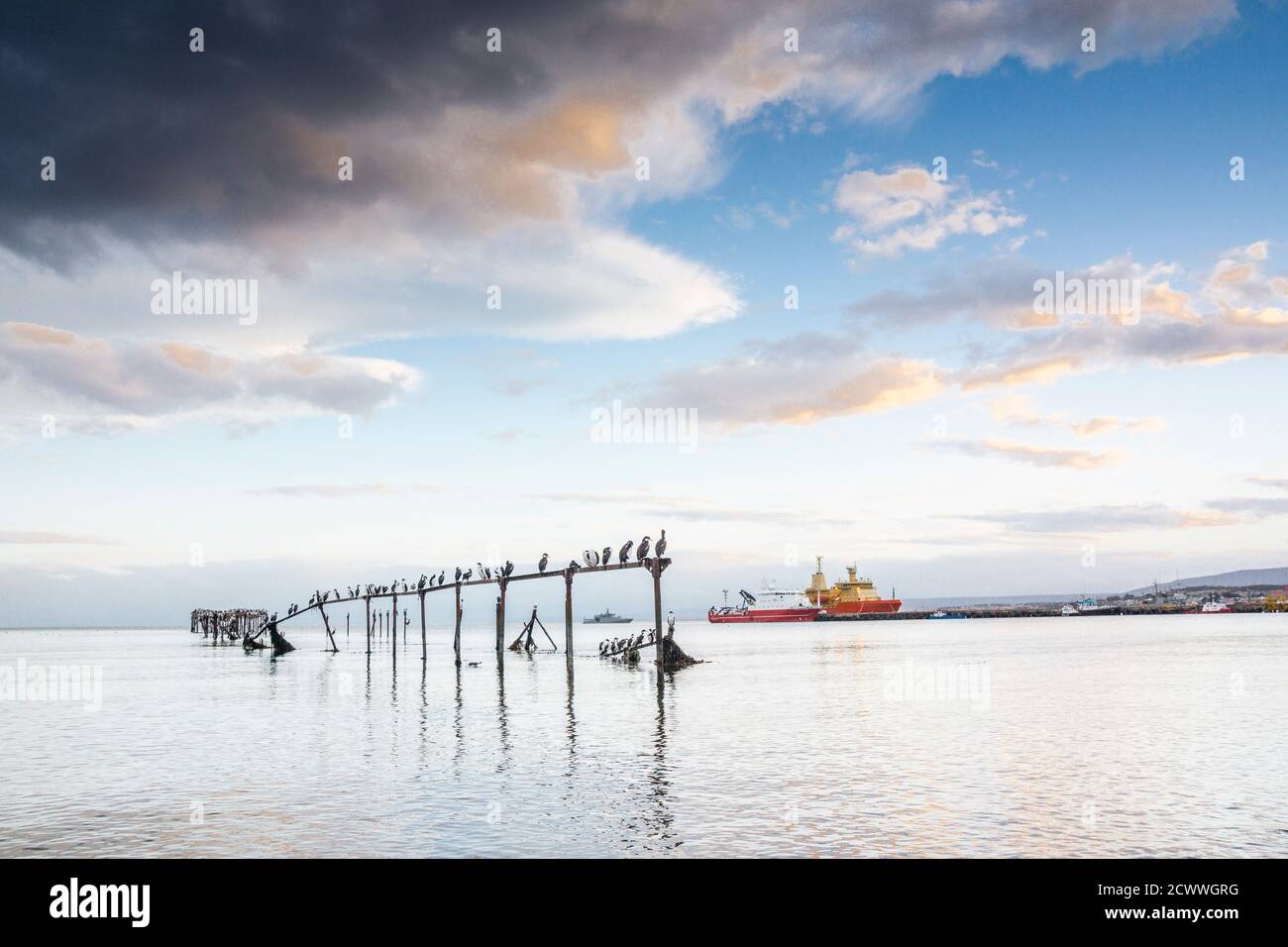 Cormoranes en la Costanera, Punta Arenas -Sandy Point-, Patagonien, República de Chile,América del Sur Stockfoto