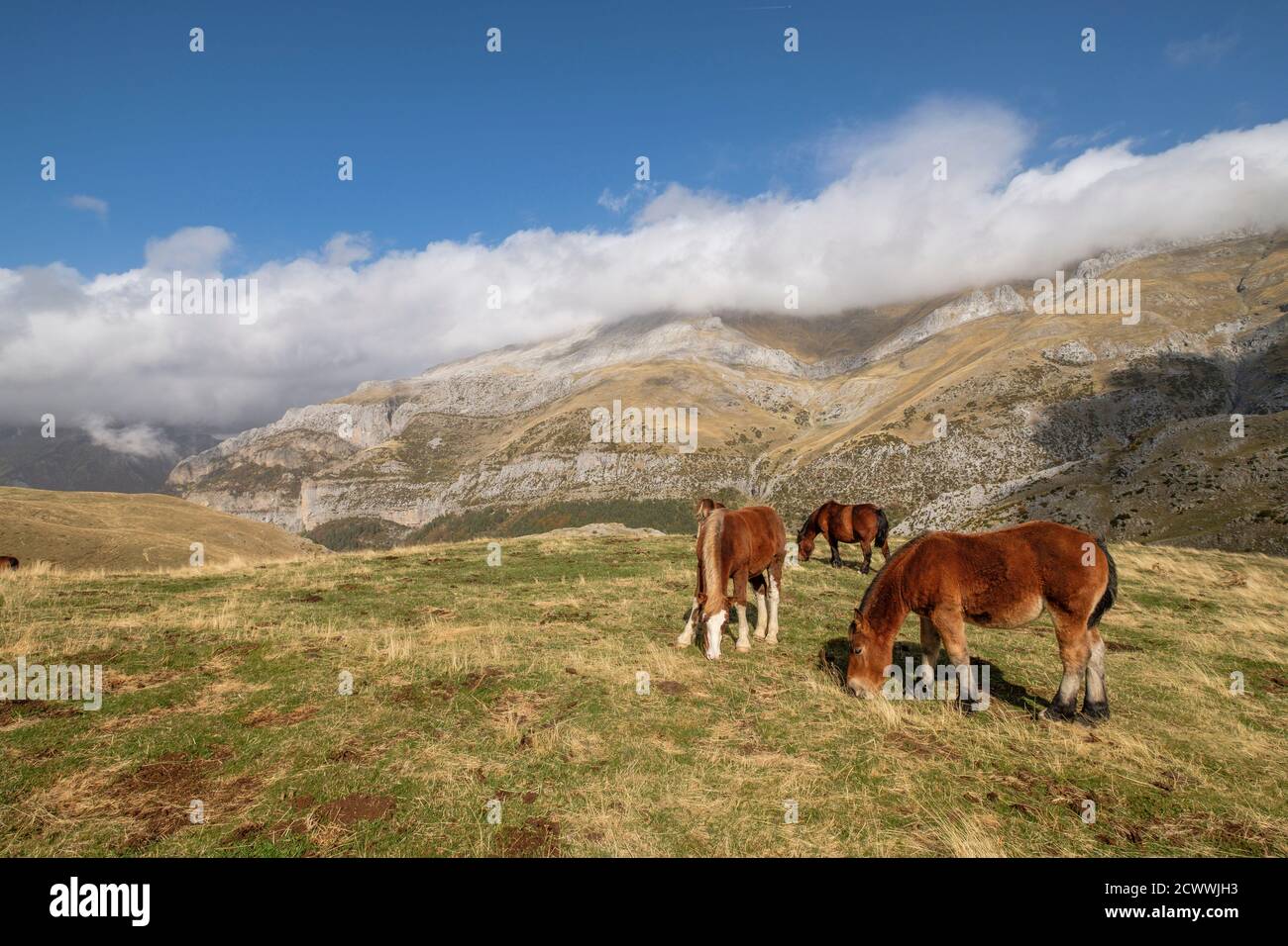 Herde von Pferden auf den Pisten von Punta de la Cuta, westlichen Täler, Pyrenäen, Provinz Huesca, Aragón, Spanien, Europa Stockfoto