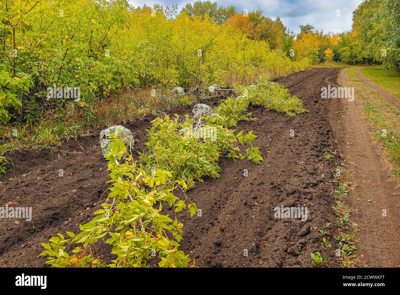 Baumschule Bäume Landwirtschaftliche Zentrum. Denken Sie sorgfältig darüber nach, wo Sie Ihre Bäume positionieren. Stockfoto