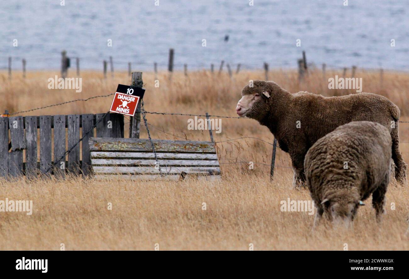 Schafe werden in einem Minenfeld in Goose Green, westlich von Port Stanley, 16. März 2012 gesehen. Einige von 25,000 Landminen wurden auf den Inseln vor allem von argentinischen Truppen im Krieg mit Großbritannien 1982 gelegt. Bild aufgenommen am 16. März 2012. REUTERS/Marcos Brindicci (FALKLANDINSELN - Tags: GESELLSCHAFT TIERE) Stockfoto