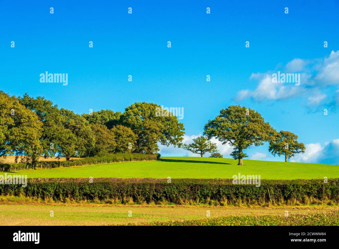 Bäume, Felder und ein blauer Himmel - typisch britische Landschaft an der englisch/walisischen Grenze. Stockfoto