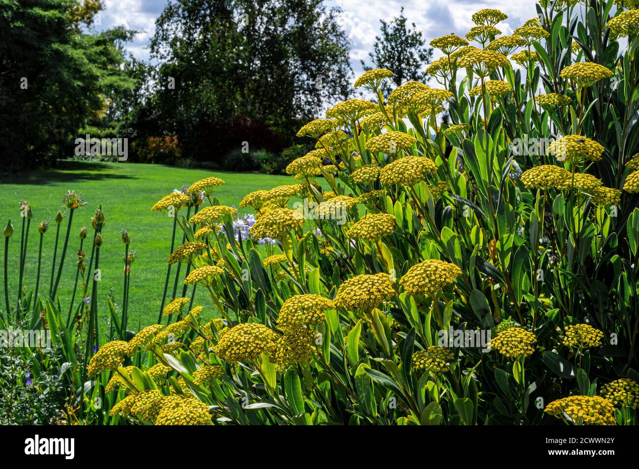 Bupleurum fruticosum, Strauchhasen Ohr, Apiaceae, Gelbe Blume, Spätsommer Sonnenschein. Stockfoto
