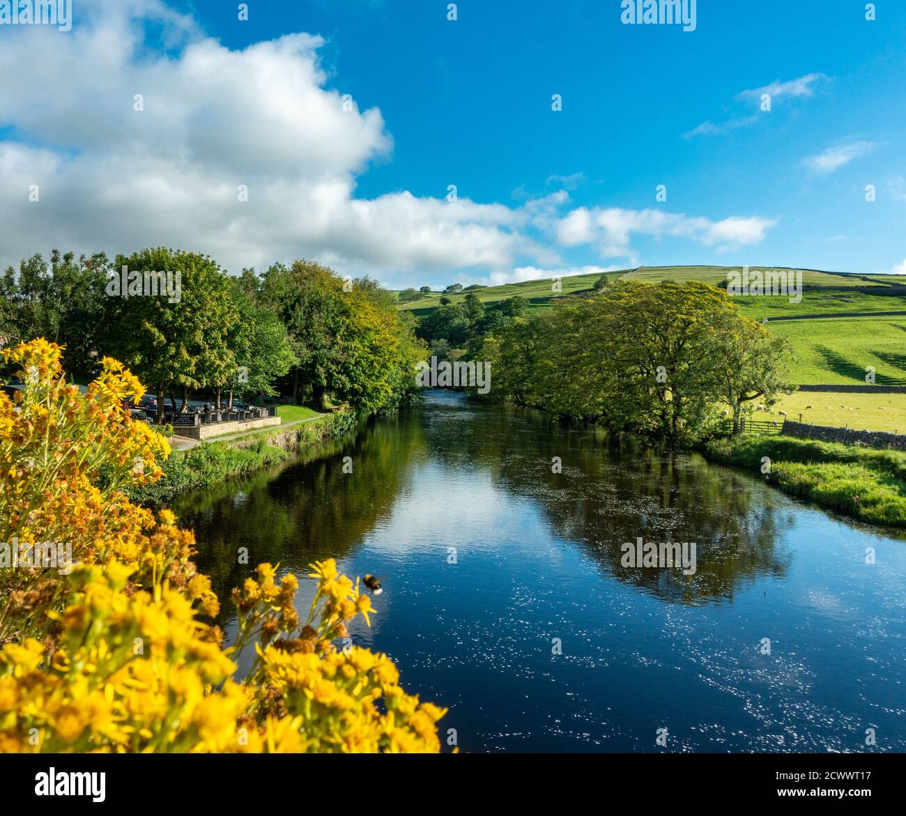 Blick auf den Fluss Wharfe von Burnsall Brücke mit grünen Feldern, gelben Ragwürzeblumen und blauen Himmel, Yorkshire Dales National Park, Großbritannien Stockfoto