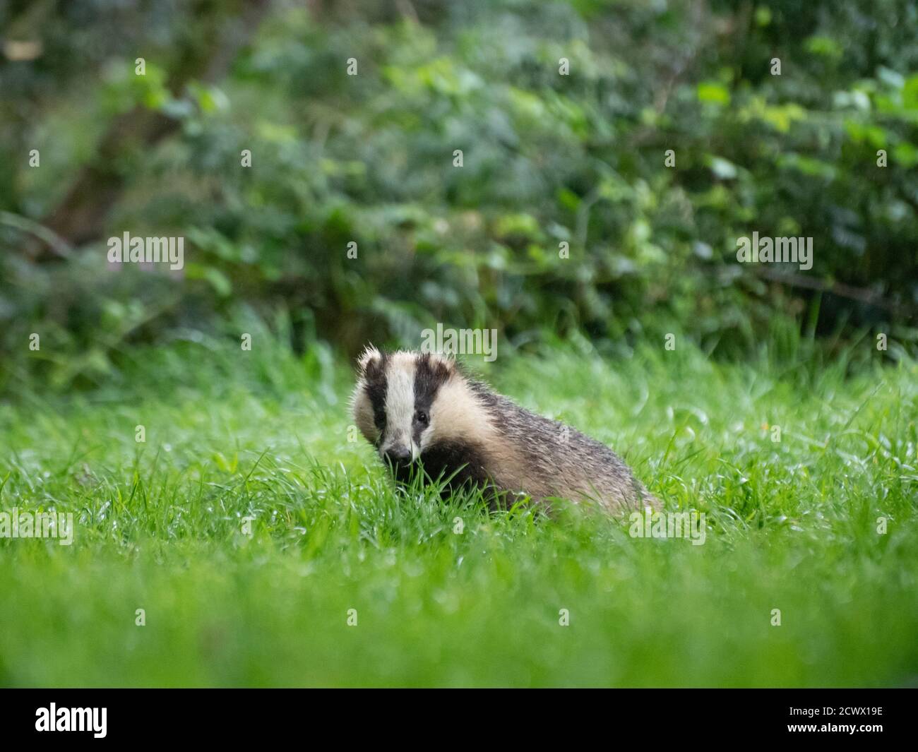 Dachs, Meles meles, dumfries, schottland, august Stockfoto