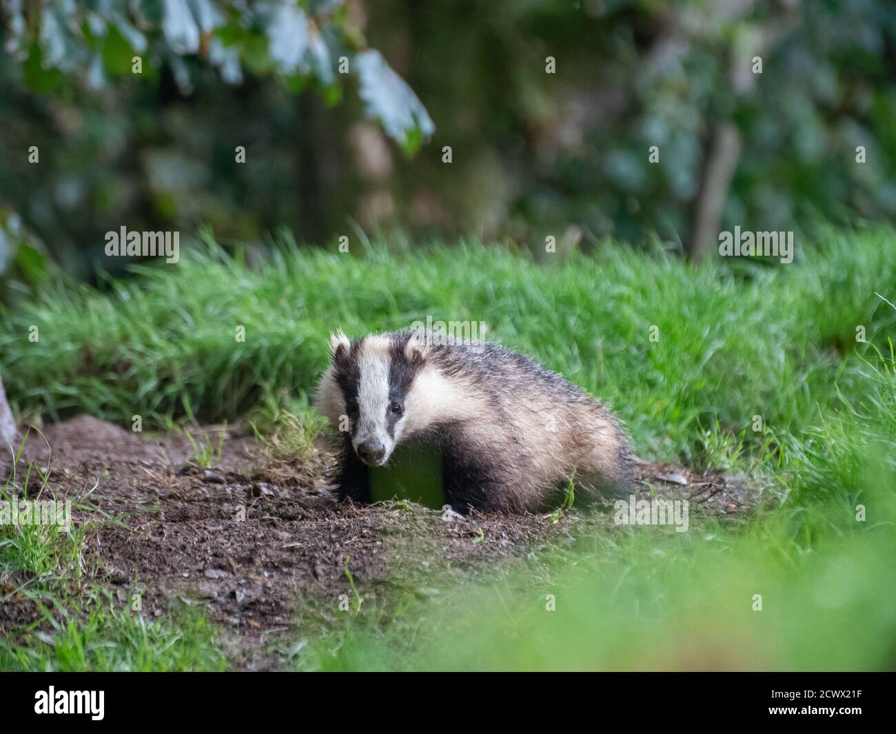 Dachs, Meles meles, dumfries, schottland, august Stockfoto