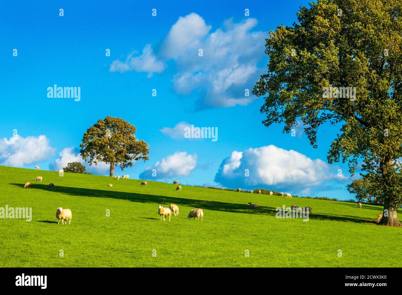 Bäume, ein Schafsfeld und ein blauer Himmel - typisch britische Landschaft an der englisch/walisischen Grenze. Stockfoto