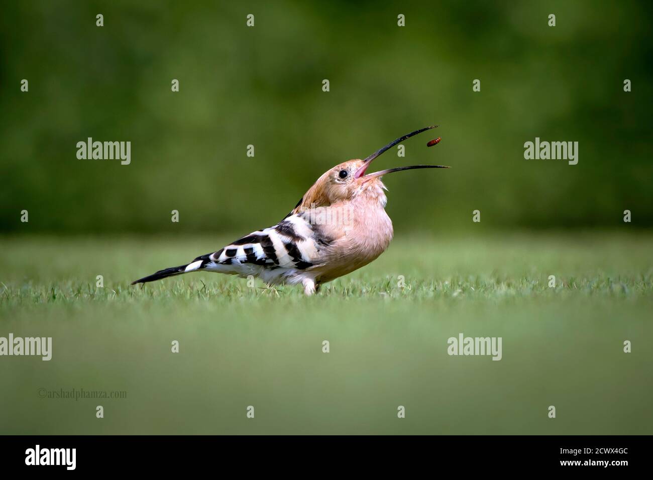 Wiedehopf werfen Stockfoto