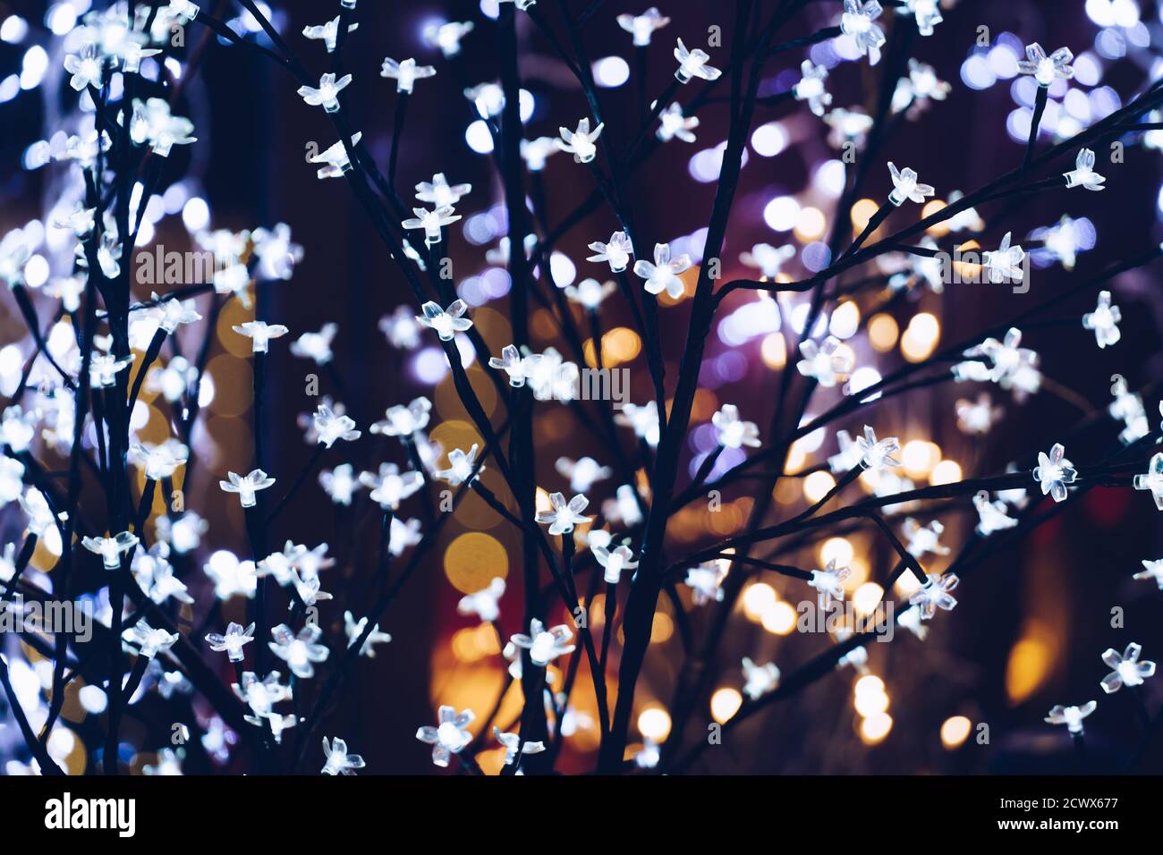 Girlanden mit entkochten Lichtern auf Winterbaum im Freien in der Nacht Zeit. Selektiver Fokus Stockfoto