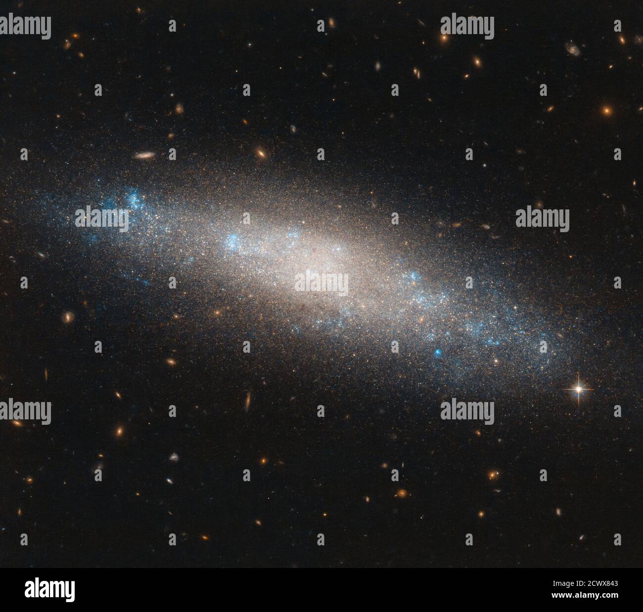 Hubble Visights die Himmelsaequine der Galaxis Dieses Gestreichel von Himmelsailinen ist eine Spiralgalaxie namens NGC 4455, die sich im nördlichen Sternbild Coma Berenices (Berenices Haar) befindet. Das mag wie ein seltsamer Name für eine Konstellation klingen – und in der Tat ist es etwas ungewöhnlich. Es ist die einzige moderne Konstellation, die zu Ehren einer echten Person aus der Geschichte benannt wurde: Königin Berenice II. Von Ägypten. Die Geschichte von Königin Berenice II. Ist interessant. Eine regierende Königin der antiken griechischen Stadt Kyrene im heutigen Libyen und später eine Königin des ptolemäischen Ägypten durch ihre Ehe mit ihrem Cousin Ptolem Stockfoto