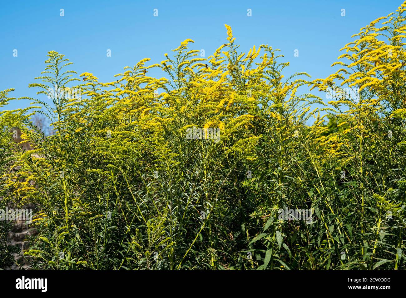 Solidago x cultorum 'Citronella' ein sommerlicher Herbst-Rhizomklumpen Bilden gelbe Blume Pflanze gemeinhin als Goldrute Stock Foto bekannt Bild Stockfoto